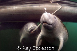 Dental Floss,Camera Nikon D-200 by Ray Eccleston 